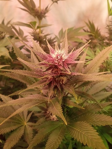 Growreport Bild 13
