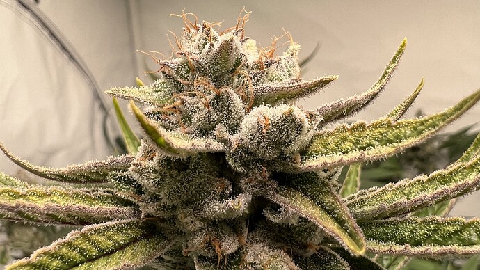 Growreport Bild 12