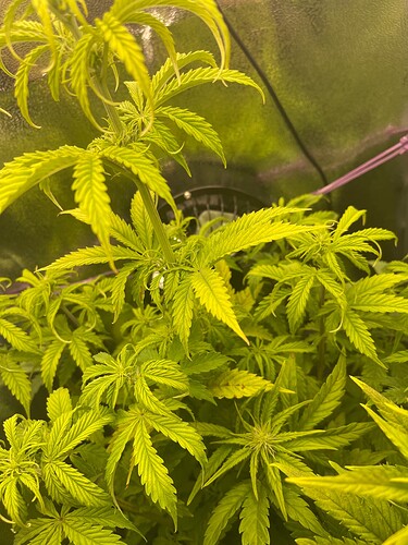 Growreport Bild 25