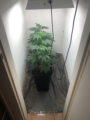 Growreport Bild 1