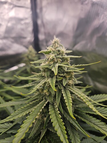 Growreport Bild 2