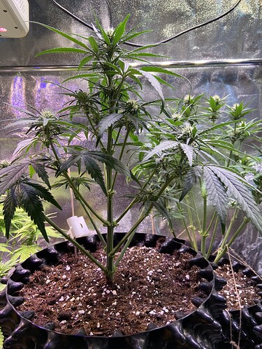 Growreport Bild 21