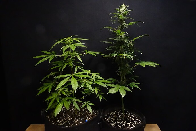 Growreport Bild 4