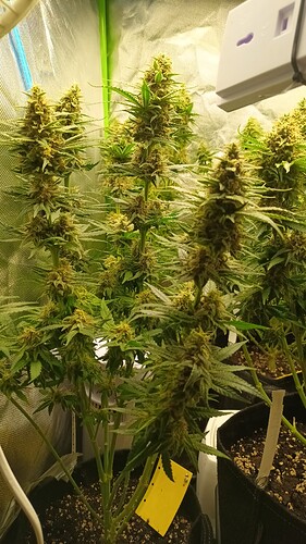 Growreport Bild 11