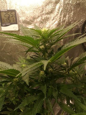 Growreport Bild 11