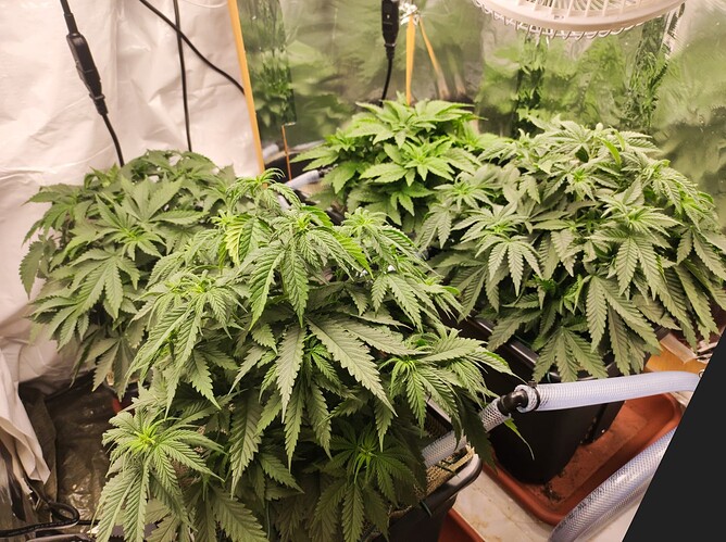 Growreport Bild 2