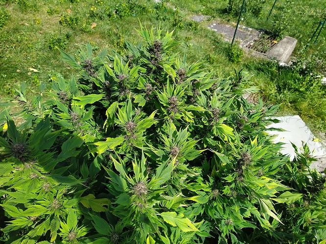 Growreport Bild 6