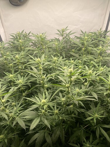 Growreport Bild 3