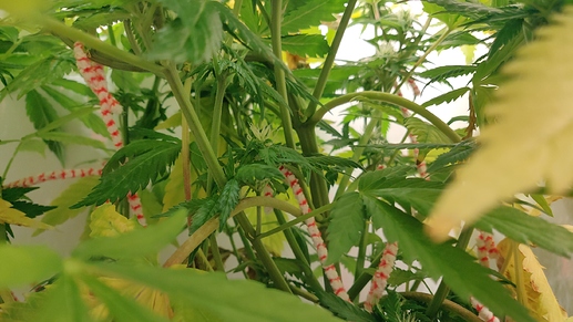 Growreport Bild 3