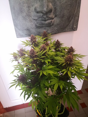 Growreport Bild 3