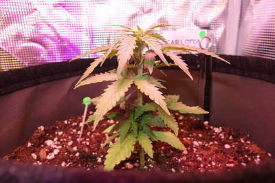 Eine junge Cannabispflanze in einem Stofftopf, die unter einer LED-Pflanzenlampe wächst. Die Pflanze hat mehrere Blätter und einen zentralen Stiel. Ein kleines Etikett mit der Aufschrift "CARLOTTA" ist hinter der Pflanze angebracht.