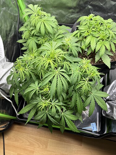 Growreport Bild 38