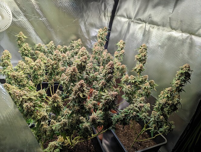 Growreport Bild 7