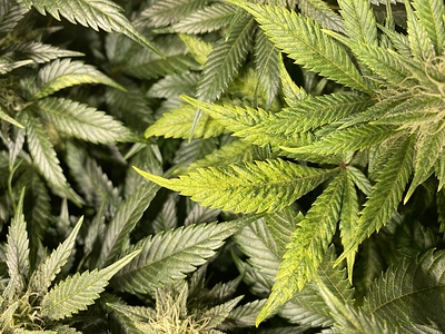Growreport Bild 10