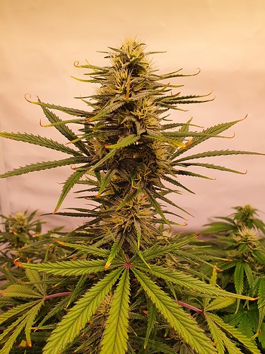 Growreport Bild 2
