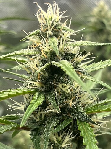 Growreport Bild 4