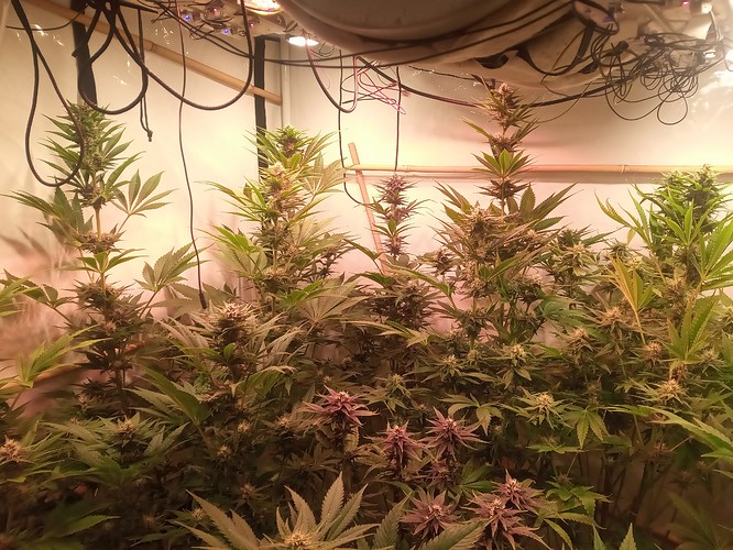 Growreport Bild 63