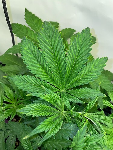 Growreport Bild 5
