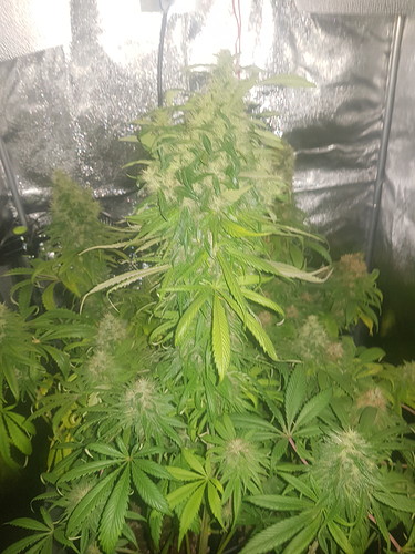 Growreport Bild 5