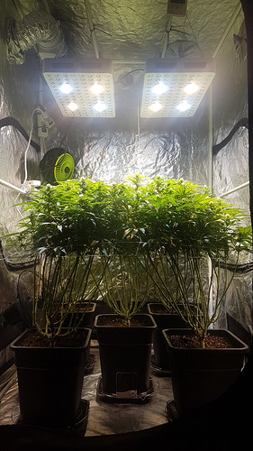 Growreport Bild 1