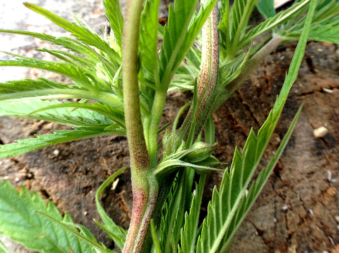 Growreport Bild 26
