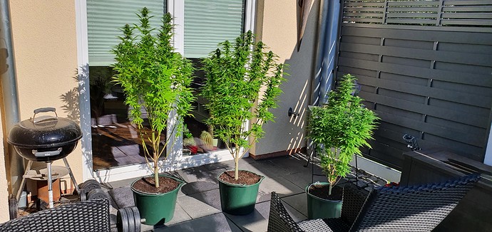 Growreport Bild 20