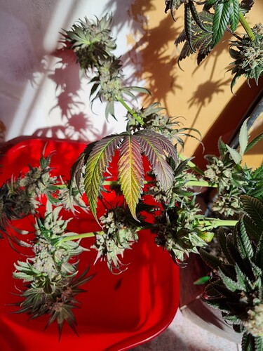 Growreport Bild 19