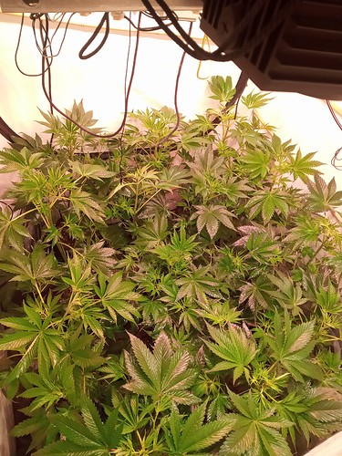 Growreport Bild 15