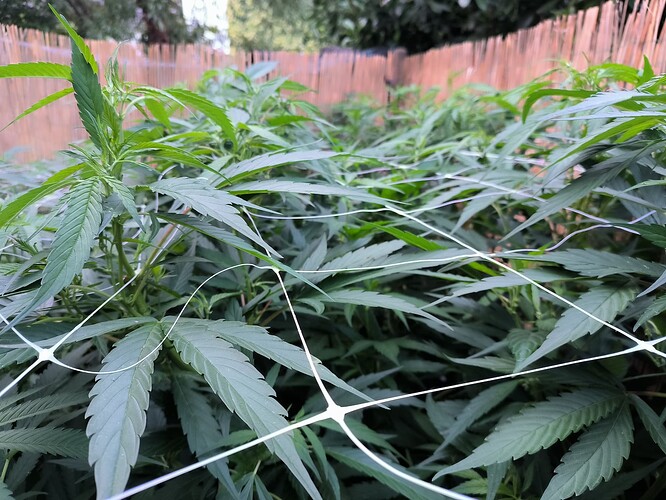 Growreport Bild 14