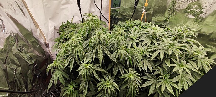 Growreport Bild 2