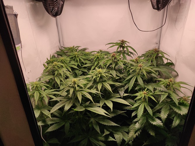 Growreport Bild 1