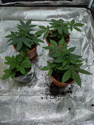 Growreport Bild 1