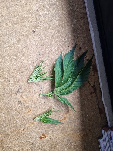 Growreport Bild 23
