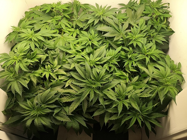Growreport Bild 3
