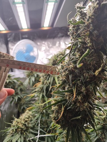 Growreport Bild 8