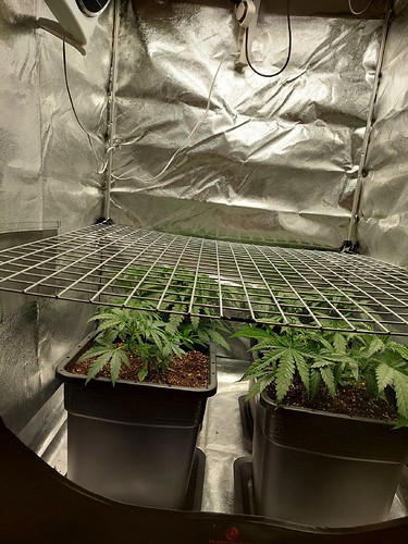Growreport Bild 5