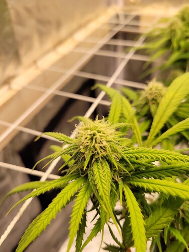 Growreport Bild 4