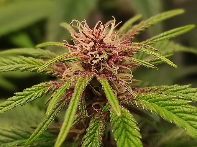 Growreport Bild 10