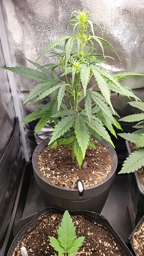 Growreport Bild 5