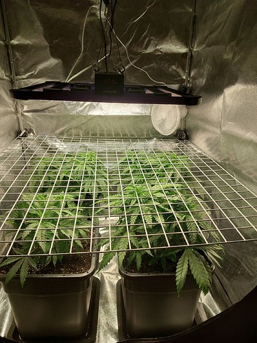 Growreport Bild 20