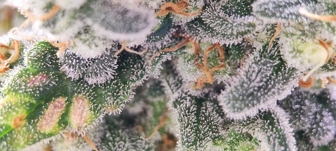 Growreport Bild 7