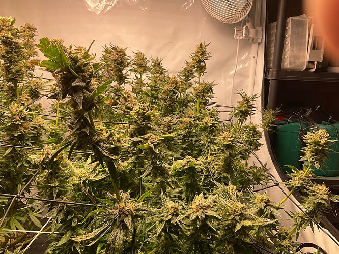 Growreport Bild 8