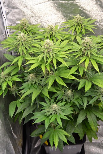 Growreport Bild 10