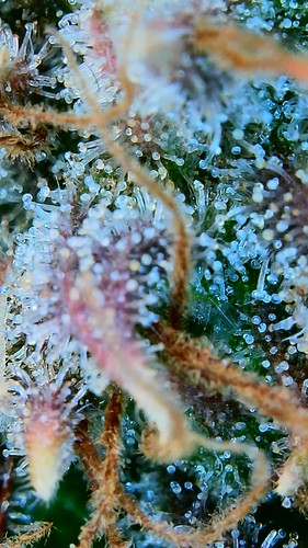 Growreport Bild 9