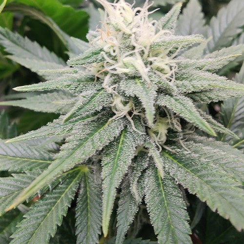 Growreport Bild 18