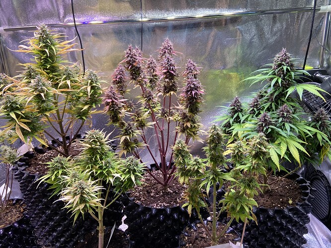 Growreport Bild 1