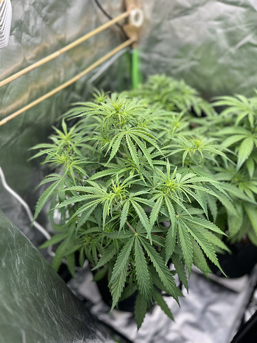 Growreport Bild 30
