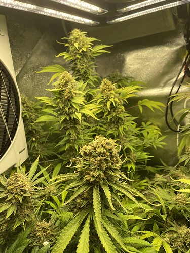 Growreport Bild 41