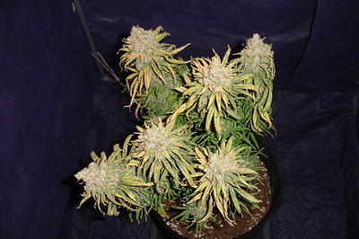 Growreport Bild 26