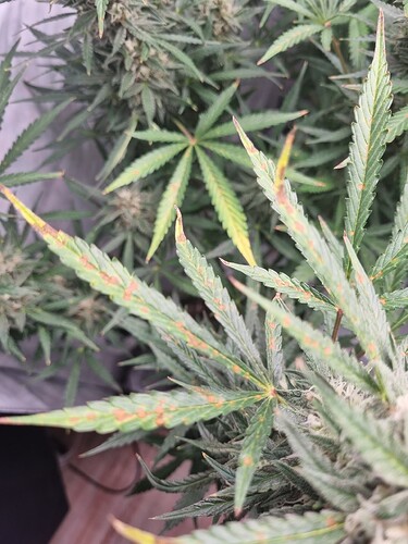 Growreport Bild 31